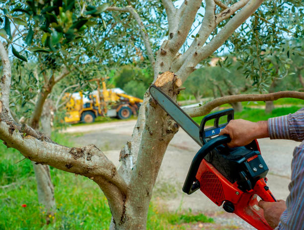 The Steps Involved in Our Tree Care Process in Lithia Springs, GA